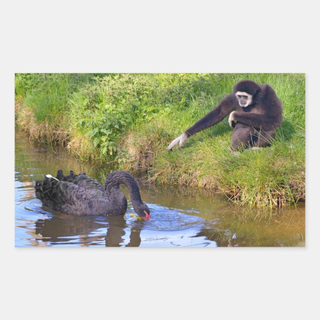 White-handed gibbon and black swan postcard rectangular sticker (Front)