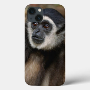 White-Handed Gibbon (Hylobates Lar), Monkeyland iPhone 13 Case