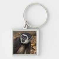 White-Handed Gibbon (Hylobates Lar), Monkeyland