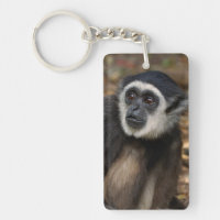 White-Handed Gibbon (Hylobates Lar), Monkeyland