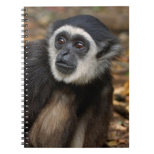 White-Handed Gibbon (Hylobates Lar), Monkeyland Spiral Notebook (Front)