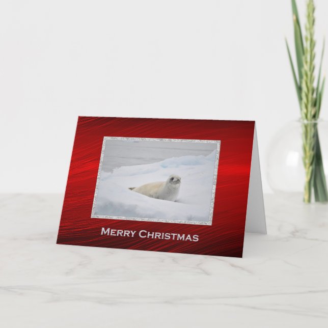 White Harbour Seal Snow Photo Christmas Holiday Card (Front)