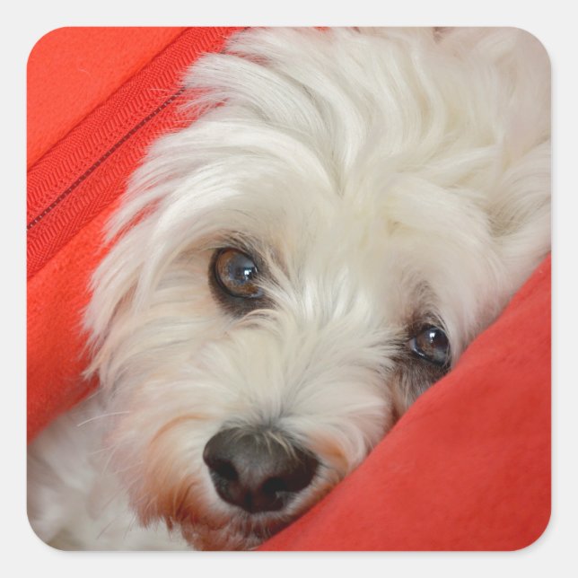 white Havan dog is on orange cushions Square Sticker (Front)