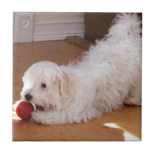 White Havanese Puppy Playing with Red Ball Tile