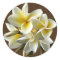 White Hawaiian Plumeria Floral Stickers