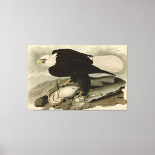 White-headed (Bald Eagle) Audubon Birds of America Canvas Print