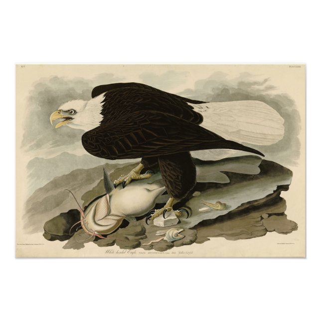 White-headed (Bald Eagle) Audubon Birds of America Photo Print (Front)