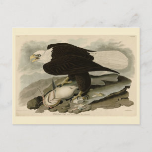 White-headed (Bald Eagle) Audubon Birds of America Postcard