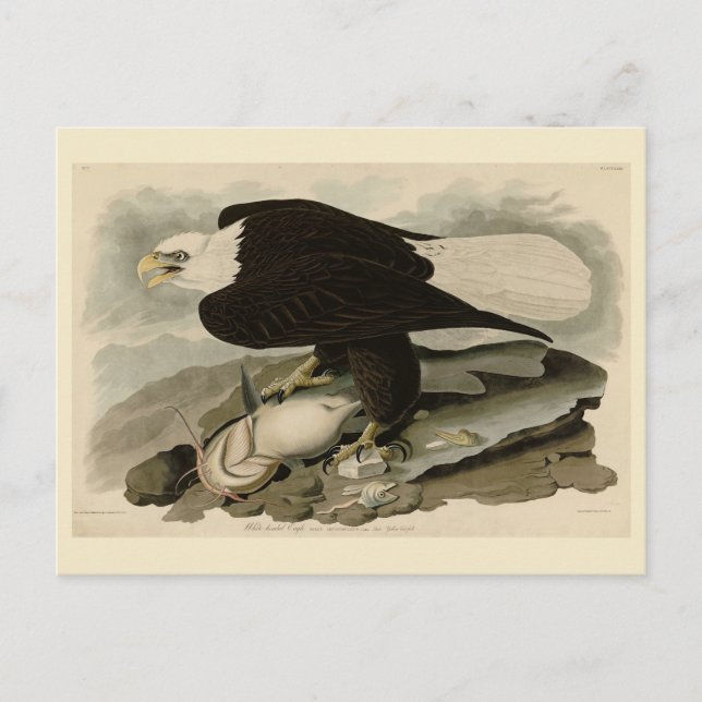 White-headed (Bald Eagle) Audubon Birds of America Postcard (Front)