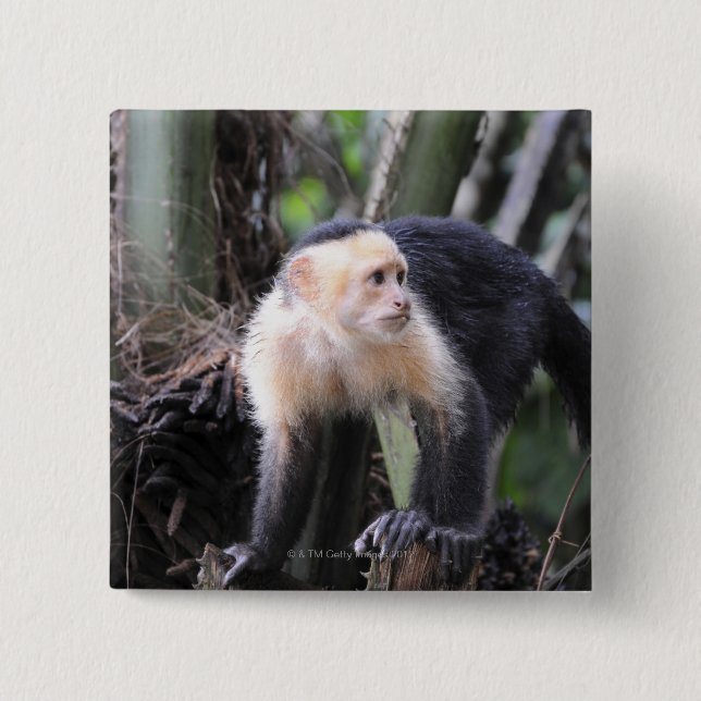 White-headed capuchin, Cebus capucinus. Playa 15 Cm Square Badge (Front)