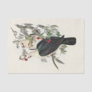 White-headed Fruit Pigeon, Decoupage Tissue Paper