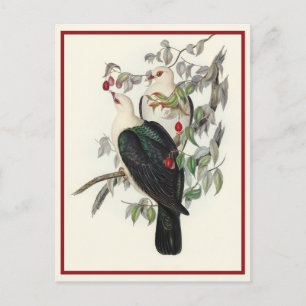 White-headed Fruit Pigeon, Vintage Postcard