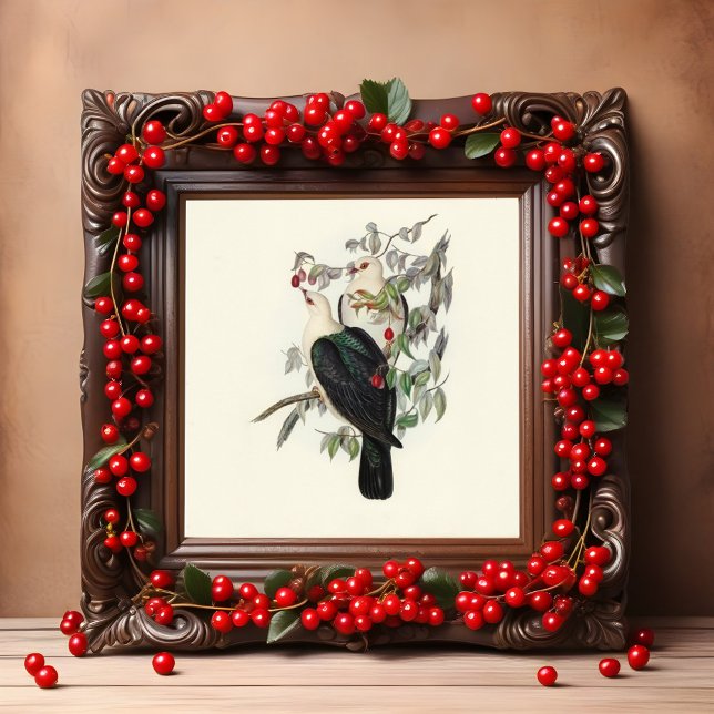 White-headed Fruit Pigeon, Vintage  Poster (Creator Uploaded)