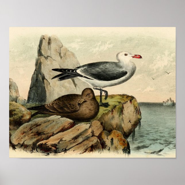 White Headed Gull Poster (Front)