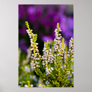 White heather flower Poster