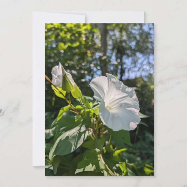 White Hedge Bindweed Wildflower in Sunlit Forest Invitation (Front)