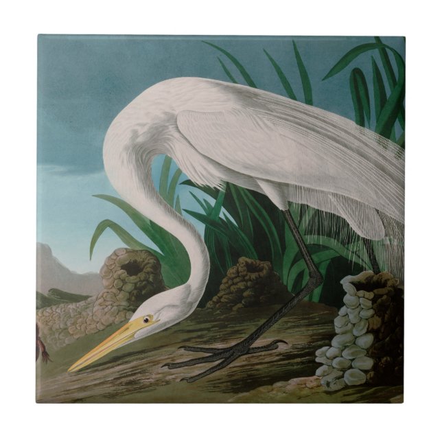 White Heron Birds of America Audubon Print Tile (Front)
