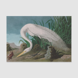 White Heron Birds of America Audubon Print Tissue Paper