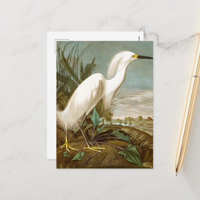 White Heron by John James Audubon Holiday Postcard (Front/Back In Situ)