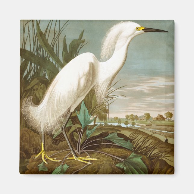 White Heron by John James Audubon Magnet (Front)