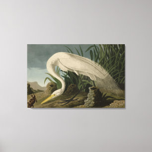 White Heron, Great Egret, Audubon Birds of America Canvas Print