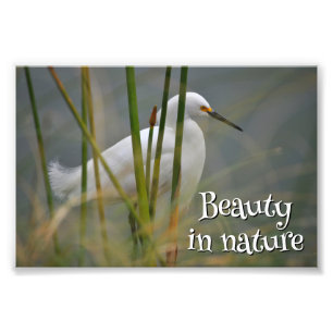 White heron photo print