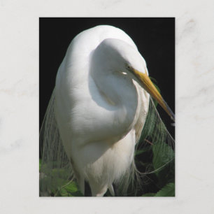 White Heron Postcard