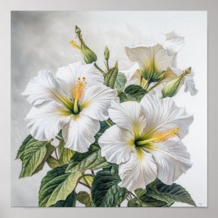 White Hibiscus Flower Art Print Poster