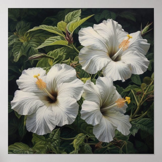 White Hibiscus Flower Art Print Poster (Front)