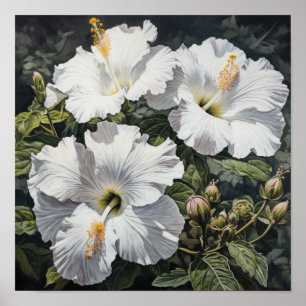 White Hibiscus Flower Art Print Poster