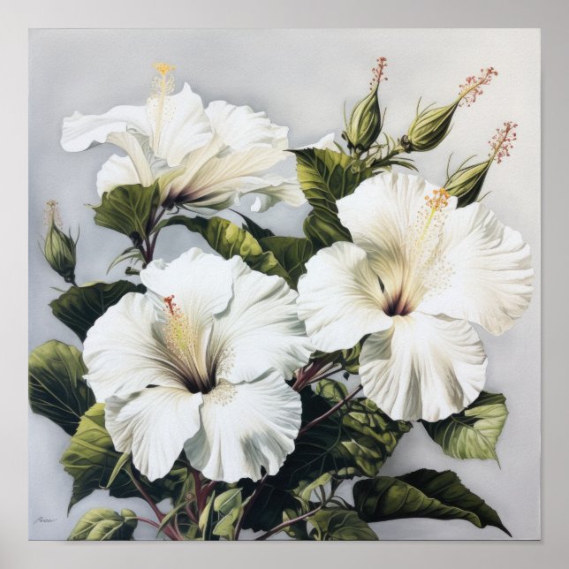 White Hibiscus Flower Art Print Poster (Front)