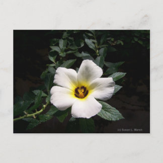 White hibiscus flower red centre dark background postcard