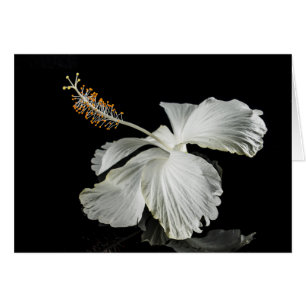 White Hibiscus Flower Side View