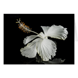 White Hibiscus Flower Side View