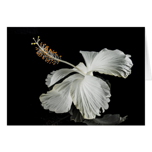White Hibiscus Flower Side View (Front Horizontal)