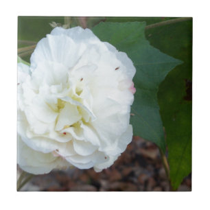 white hibiscus mutabilis flower tile