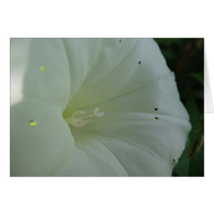 White hoist  bloom, blank