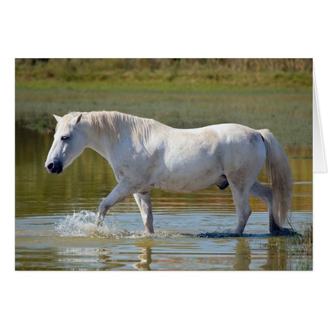 WHITE HORSE (Front Horizontal)