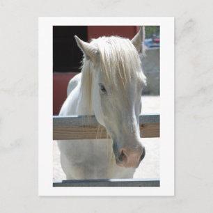 White Horse Beauty Postcard