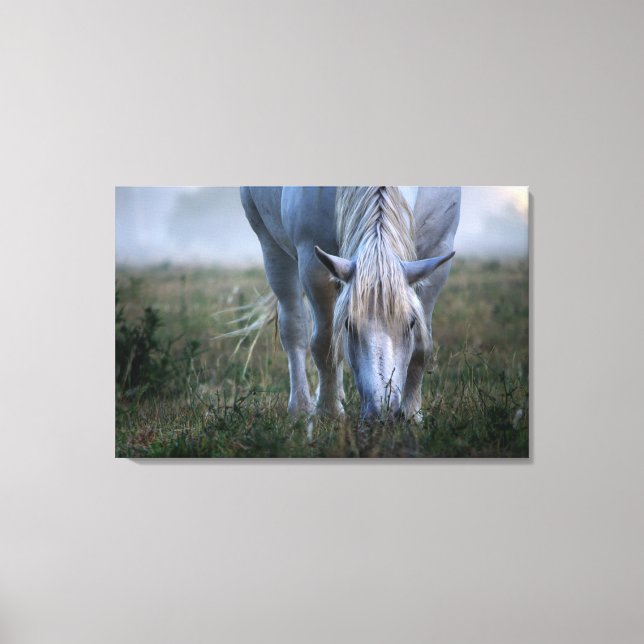 White Horse Canvas Print (Front)