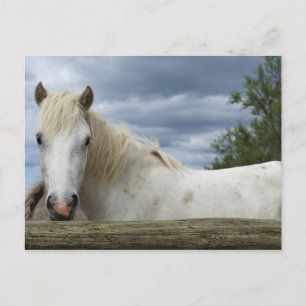 White Horse   France Postcard