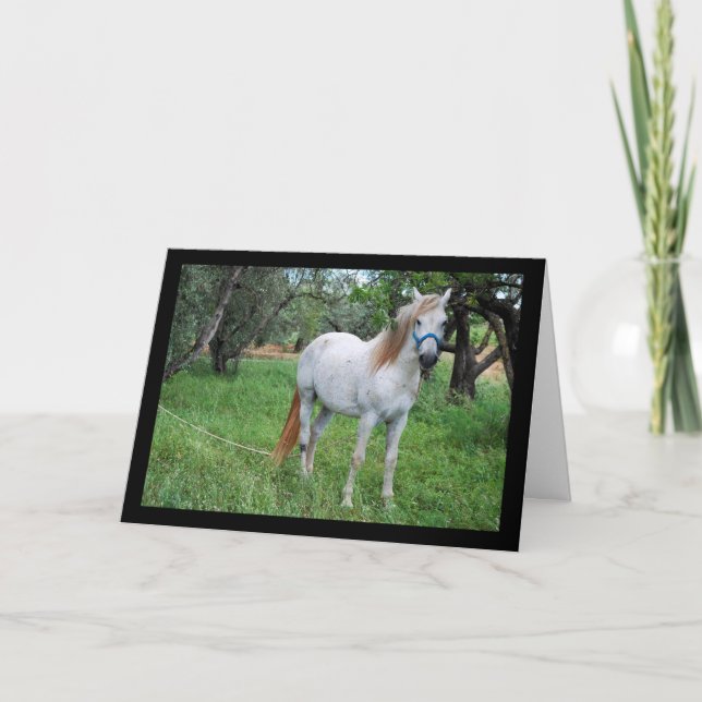 White Horse in Grass Field Card (Front)