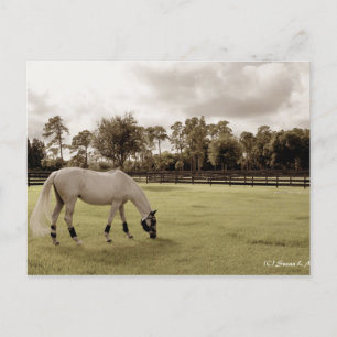 white horse in pasture grazing old style postcard