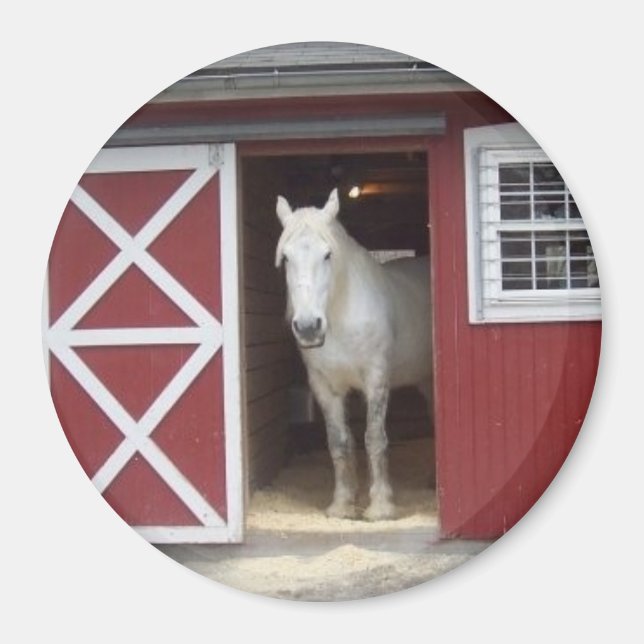 White Horse In Red Barn Magnet (Front)