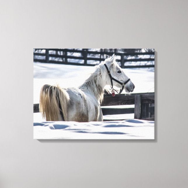 White Horse In Snow Canvas Print (Front)