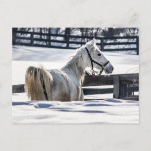 White Horse In Snow Postcard