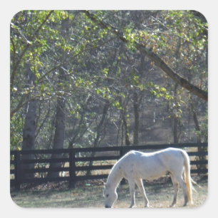 White Horse in trees Square Sticker