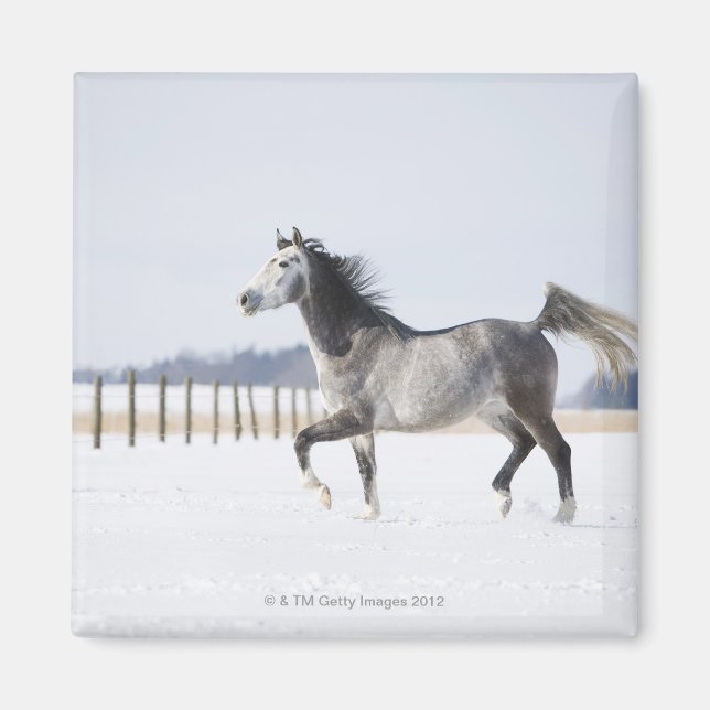 white horse in winter magnet (Front)