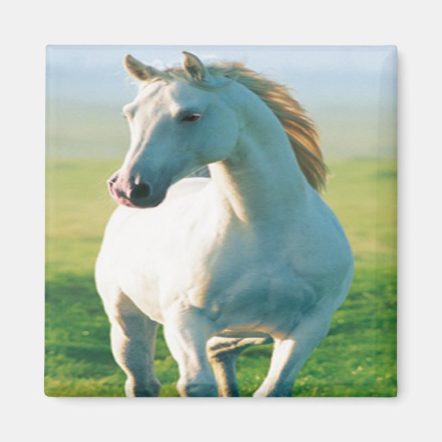 White Horse Magnet (Front)