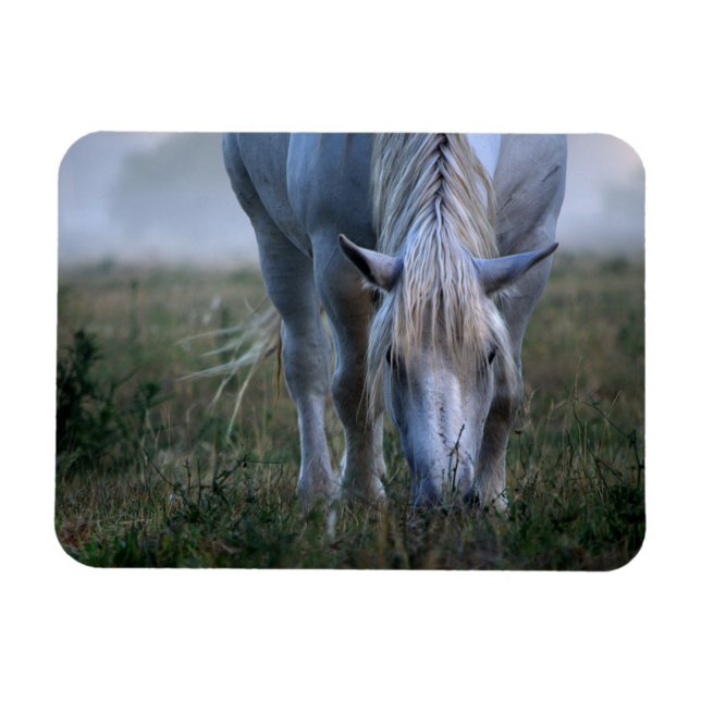 White Horse Magnet (Horizontal)